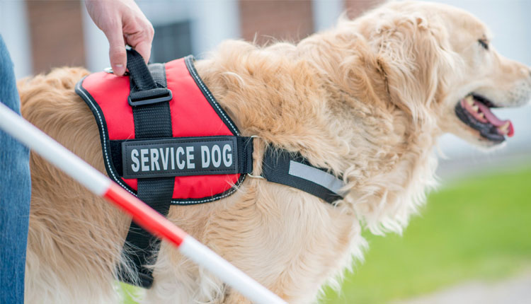 A service dog out for a walk with its owner