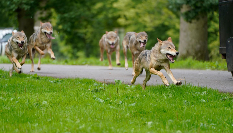 Wolves running at Longleat