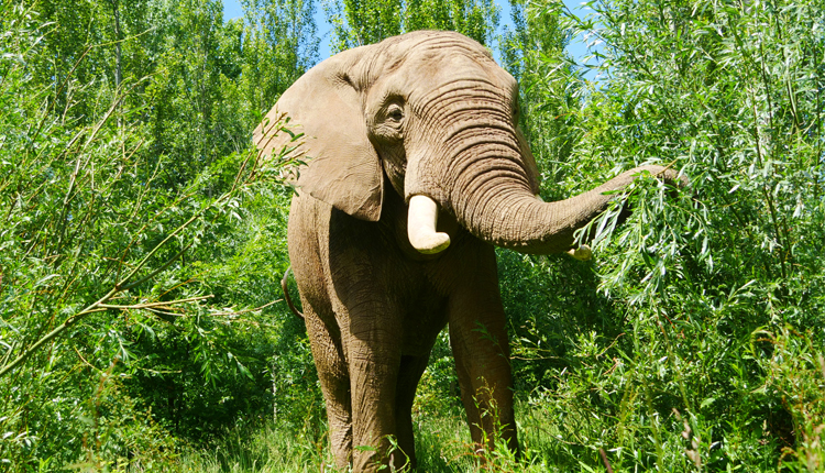 elephant in the trees at Noah's Ark Zoo Farm