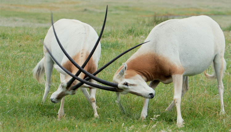 Oryx fencing at Longleat